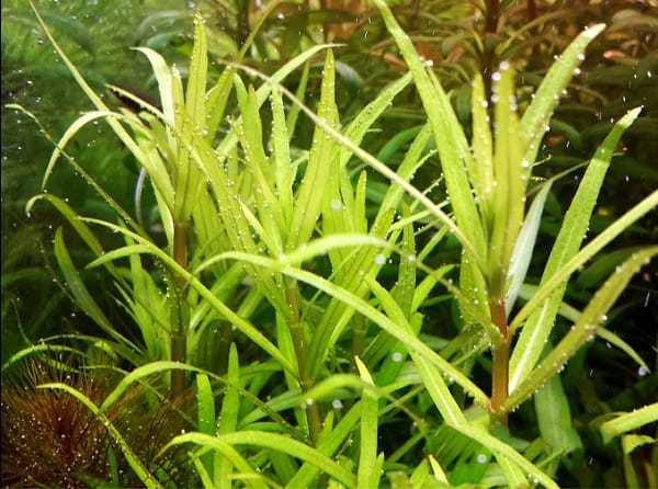 Pogostemon Yatabeanus InVitro PORCJA 5szt